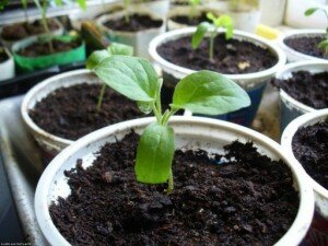 Выращивание рассады
